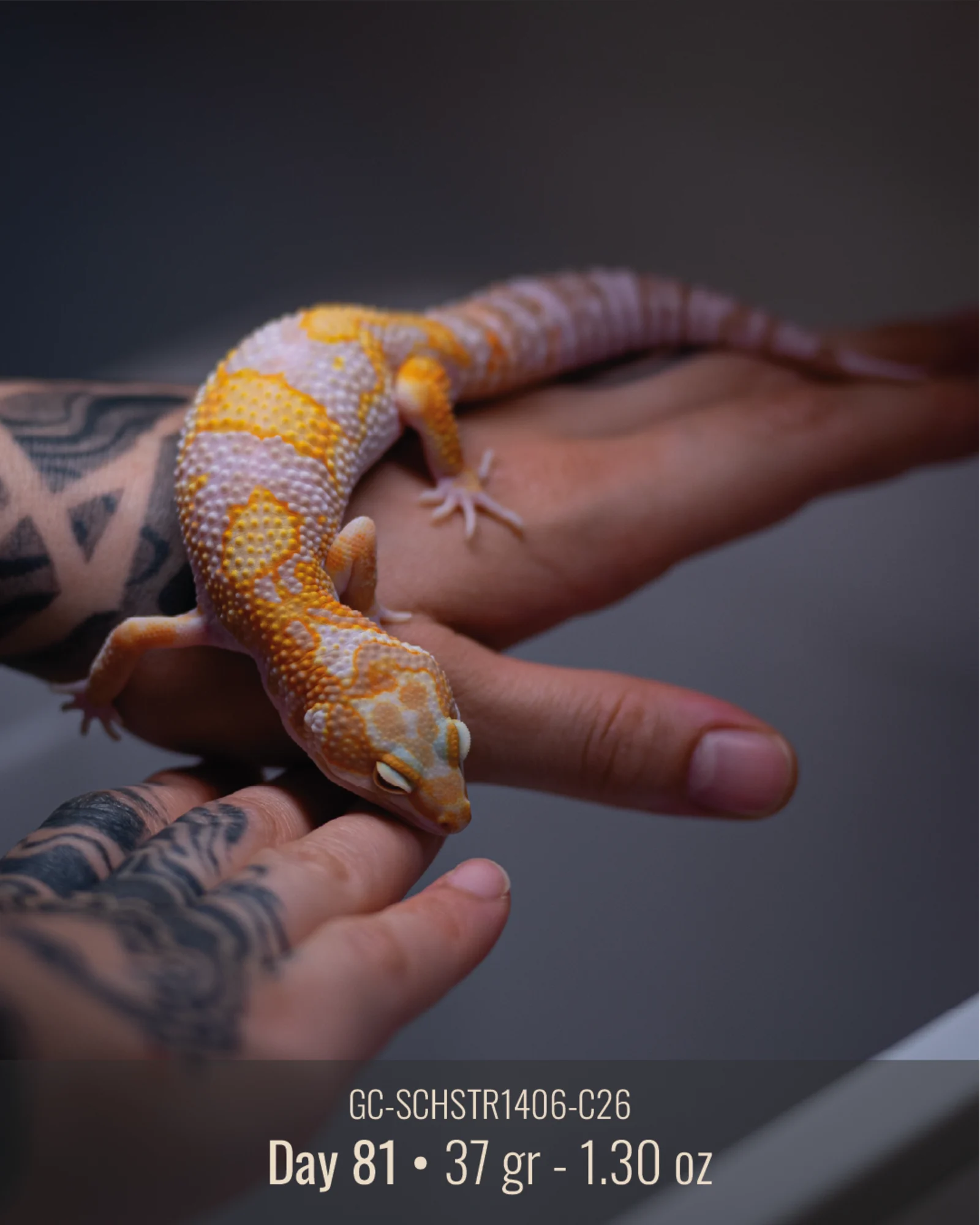 Foto di Carmelo