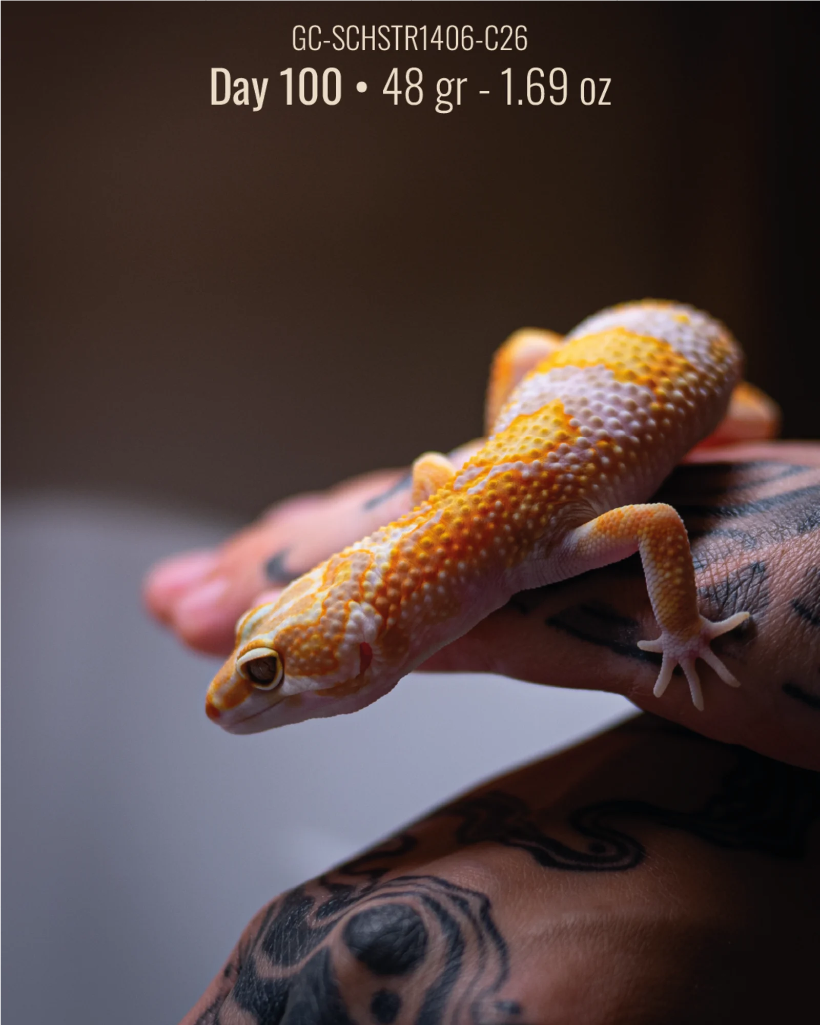 Foto di Carmelo