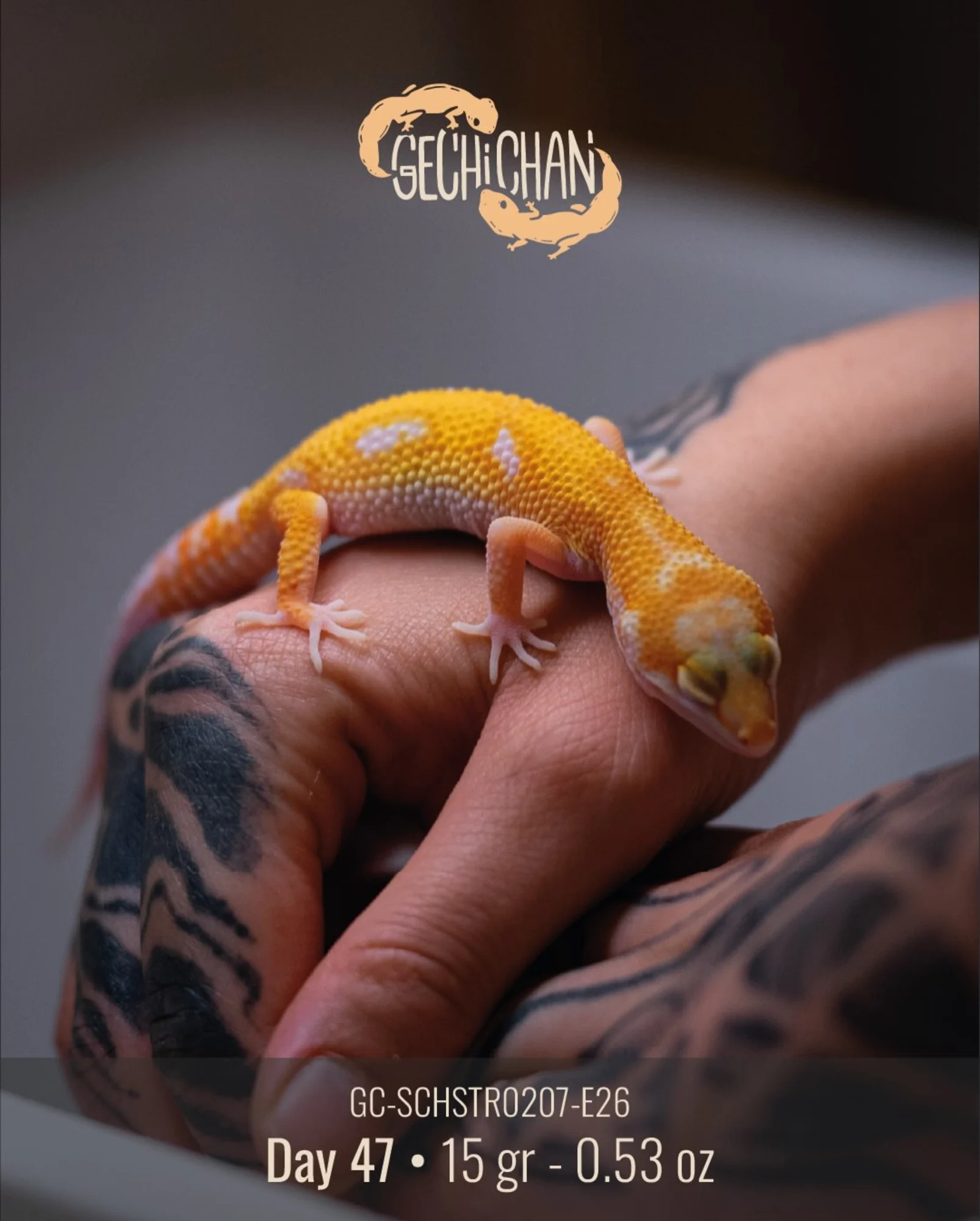 Foto di Ettore