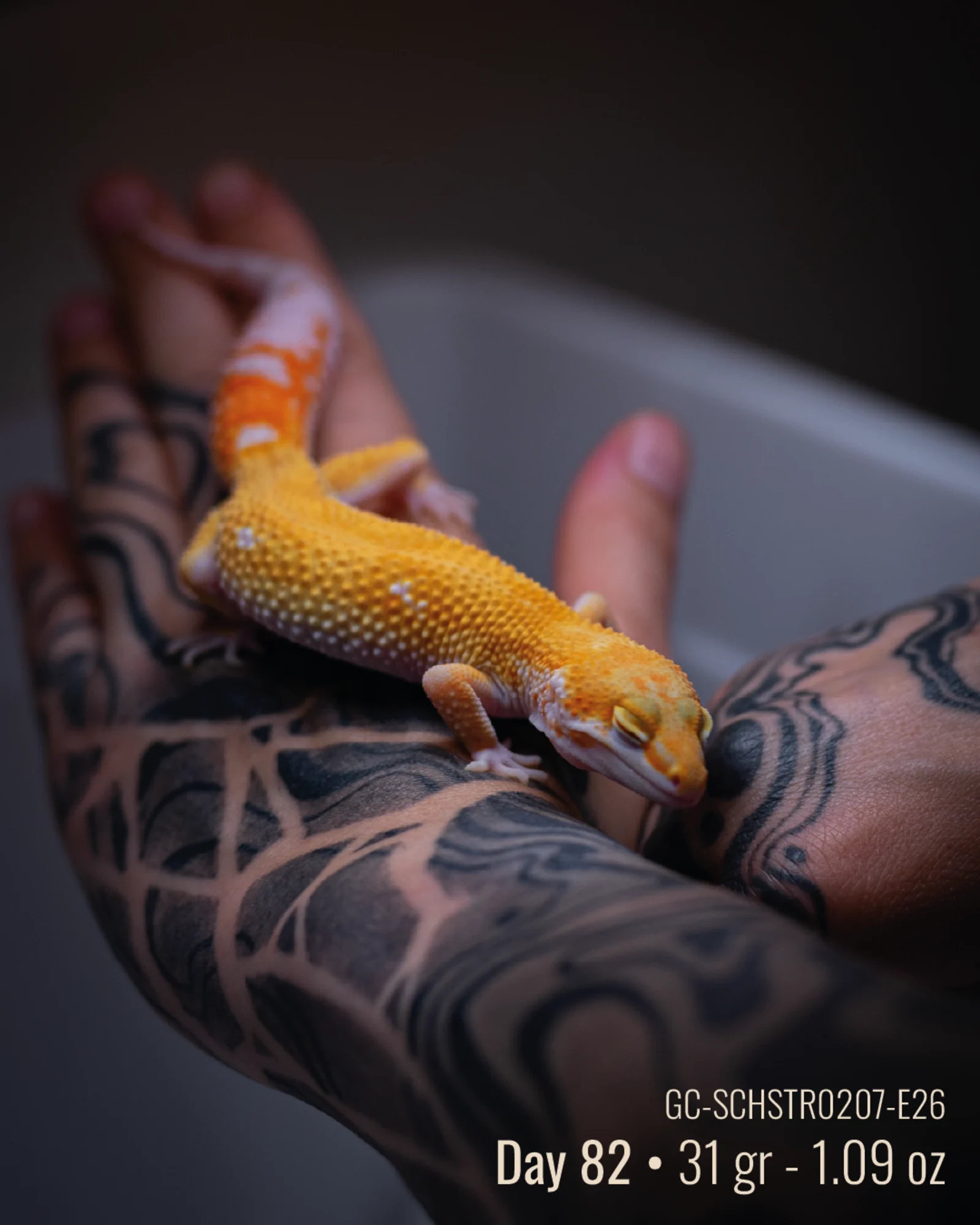 Foto di Ettore